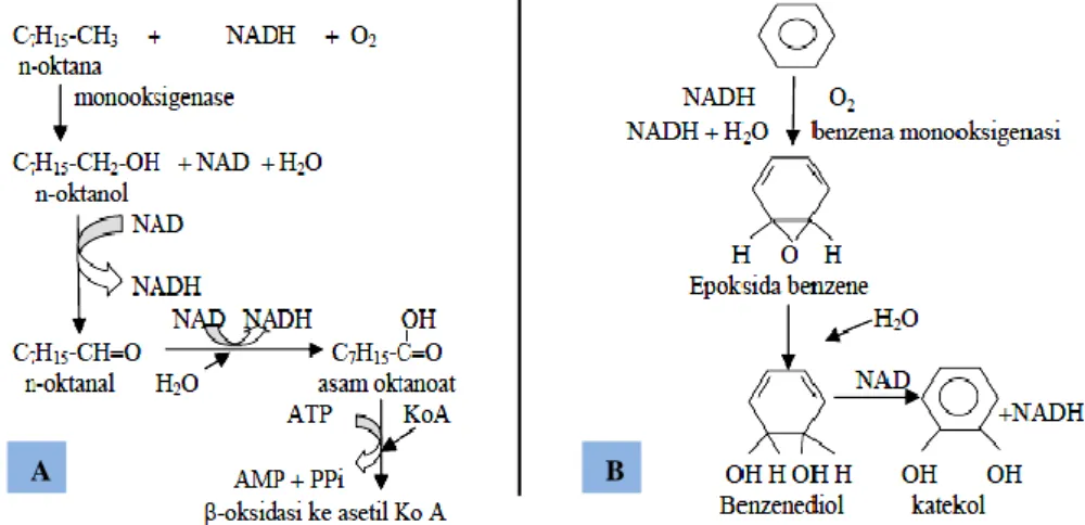 Gambar  1.  Reaksi  degradasi  hidrokarbon  (A)  Hidrokarbon  alifatik  (B)  Hidrokarbon  aromatik (Atlas and Bartha dalam Karwati 2009)