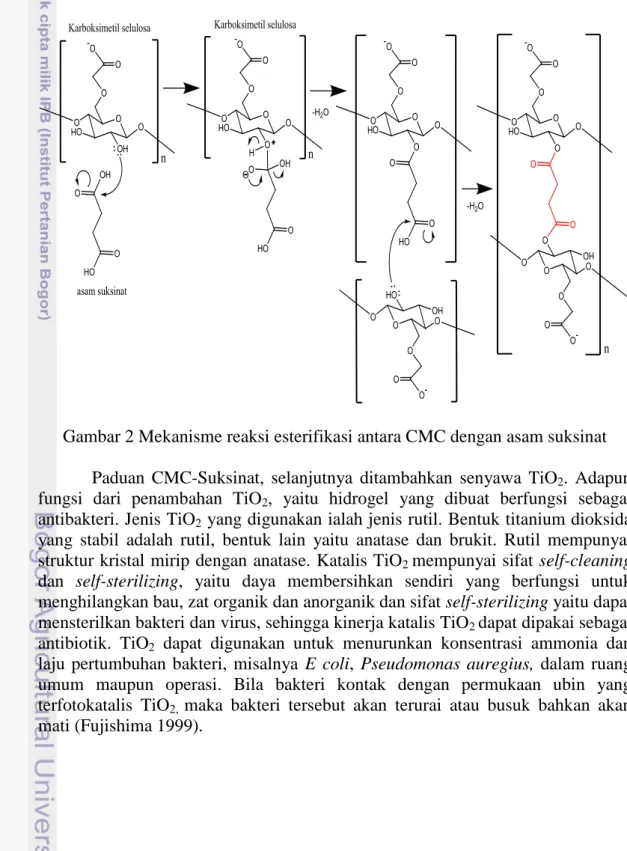 Gambar 2 Mekanisme reaksi esterifikasi antara CMC dengan asam suksinat  Paduan  CMC-Suksinat,  selanjutnya  ditambahkan  senyawa  TiO 2 