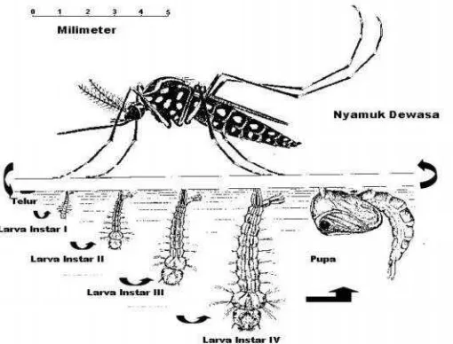 Gambar 3. Daur Hidup Nyamuk Aedes aegyptiSumber: Sigit dkk (2006).