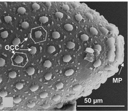 Gambar 4. Panjang telur aedes aegypti.Sumber: Suman dkk (2011).