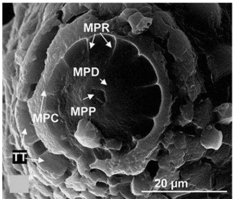 Gambar 6. Struktur Penunjang Micropyles pada Telur Aedes aegypti.MPC, micropylar corolla; MPD, micropylar disc; MPP,micropylar pore; MPR, micropylar ridge; TC, central tubercle;TP, peripheral tubercle; TT, tooth-like tubercle