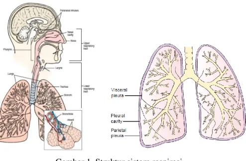 Gambar 1. Struktur sistem respirasi   Dikutip dari kepustakaan 10 dan 11 