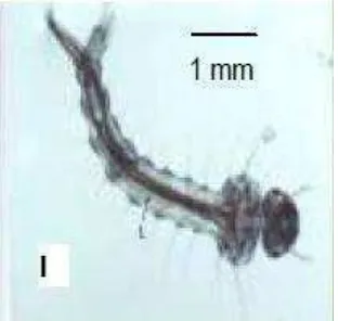Gambar 3. Larva Instar I (Sumber: Gama, Z.P., Aedes aegypti et al., 2010) 