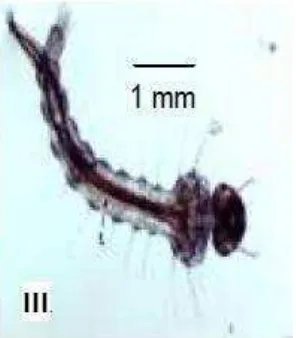Gambar 4. Larva Instar II (Sumber: Gama, Z.P., Aedes aegypti et al., 2010) 
