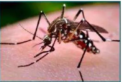 Gambar 8. Nyamuk (Sumber: Aedes aegypti CDC, 2012) 