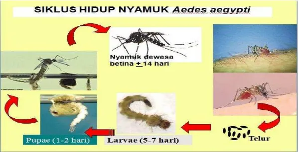 Gambar 9. Siklus Hidup Nyamuk Aedes aegypti (Sumber: Kementerian Kesehatan RI, 2010) 