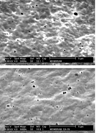 Gambar 5  Hasil SEM pada permukaan datar dari (a) membran CA-12  (b)  membran CA-15 