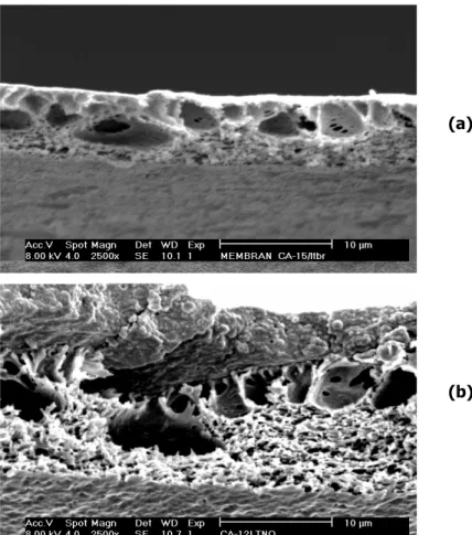 Gambar 6  Foto Tampak melintang SEM membrane sebelum dan sesudah  digunakan: (a) Foto SEM membran bersih (tampak melintang); (b) Foto SEM  membran yang telah terkotori (tampak melintang)