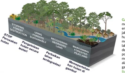 Gambar 4. Upaya  mengendalikan  emisi karbon dengan  jalan mengelola  hutan secara Lestari,  memperbaiki  lahan-lahan terdegradasi  dengan menanam  pohon dan  melindungi hutan  alami di lahan  gambut