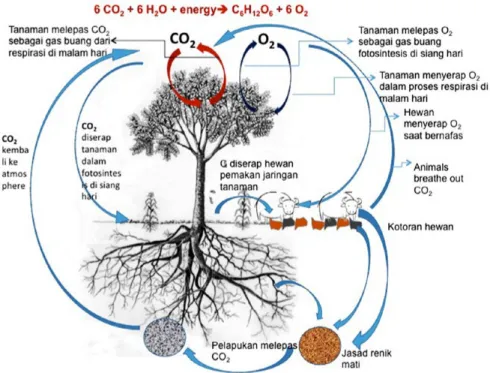 Gambar 6. Siklus karbon di udara, dalam tanaman dan dalam tanah (Hairiah et al., 2011)