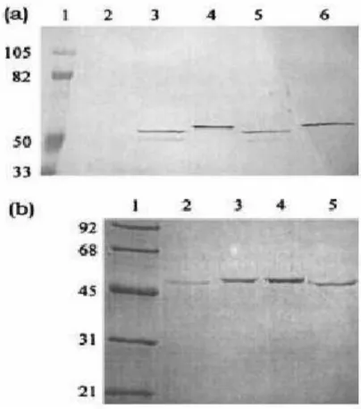 Gambar 8. Hasil western blot
