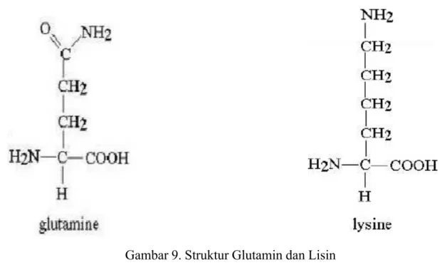 Gambar 9. Struktur Glutamin dan Lisin
