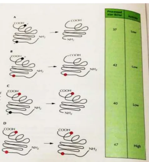 Gambar 10. Streptokinase Alami dan Mutan