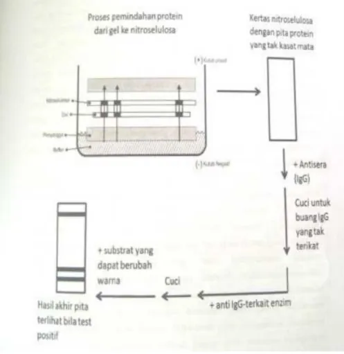 Gambar 11. Western Blot