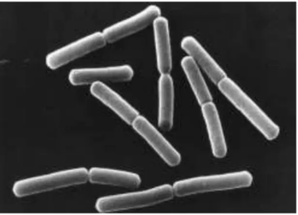 Gambar 7. Bakteri Bacillus Subttilis