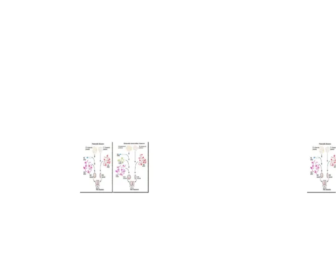 Gambar 1.2 komposisi dari ribosom prokariot dan eukariot