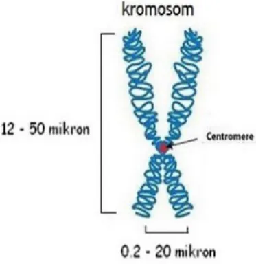 Gambar 2.2. ukuran kromosom