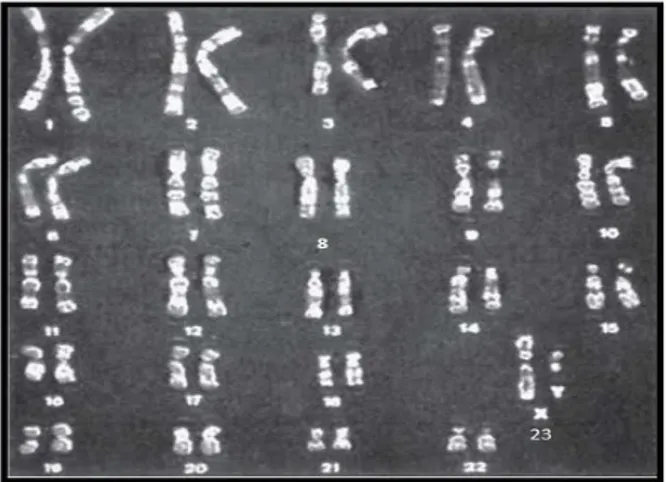 Gambar   2.3.  Karyotype   manusia   dengan   jenis   kelamin   laki-laki   Pasangan   kromosom   1-22  adalah autosom Kromosom X dan Y adalah kromosom kelamin .