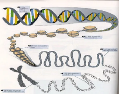 Gambar 2.1. Struktur kromosom