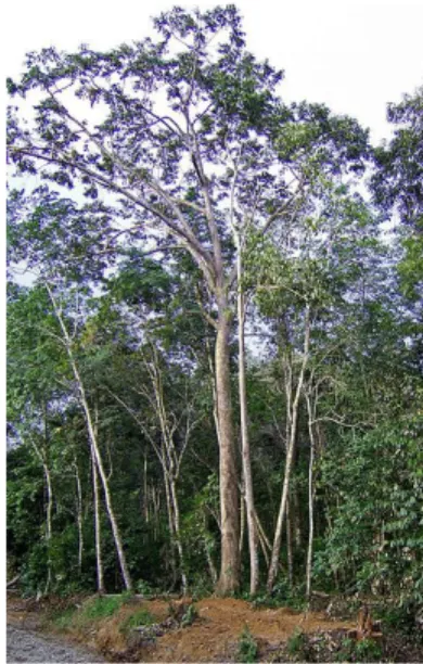 Gambar 1. Pohon Meranti 