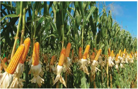 Gambar di atas adalah gambar kebun jagung milik ibu guru Meira.