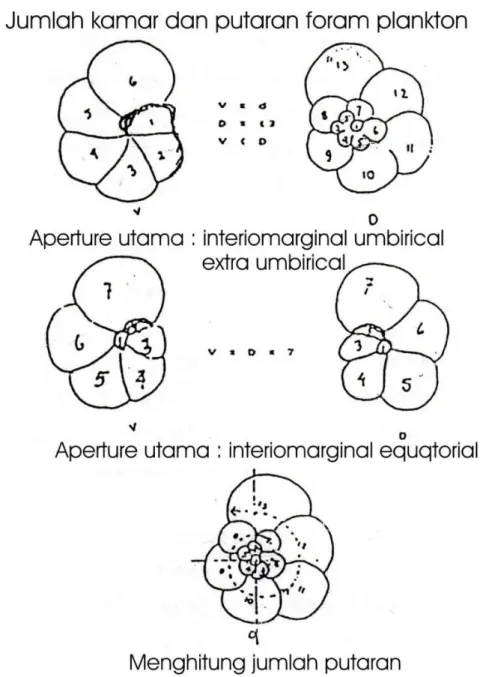 Gambar 2.1. Penampang Ventral, Dorsal dan Sentral Foraminifera 