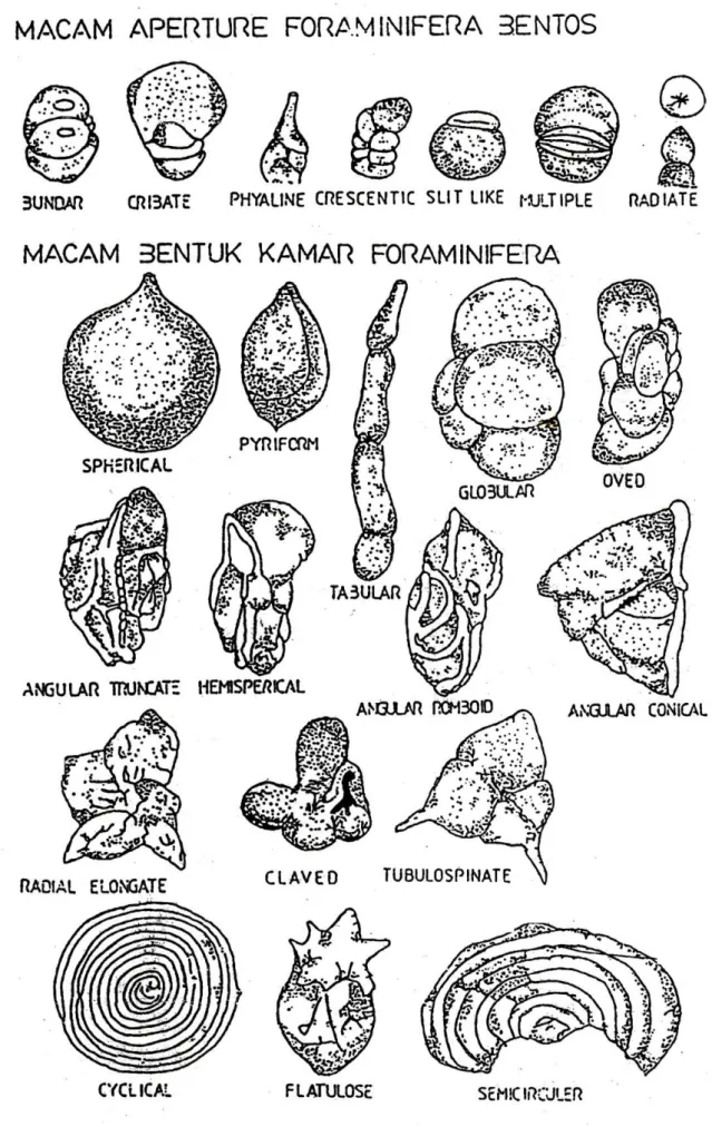 Gambar 2.34. Macam-macam aperture foraminifera 