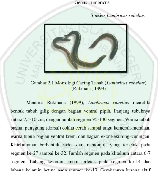 Gambar 2.1 Morfologi Cacing Tanah (Lumbricus rubellus)  (Rukmana, 1999) 