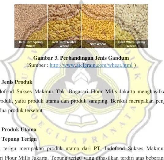 Gambar 3. Perbandingan Jenis Gandum  (Sumber : http://www.atclgrain.com/wheat.html ) 