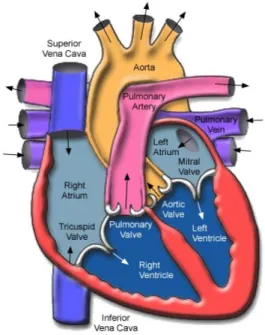 Gambar 2. Ruang Jantung 