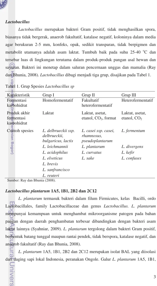 Tabel 1. Grup Spesies Lactobacillus sp 