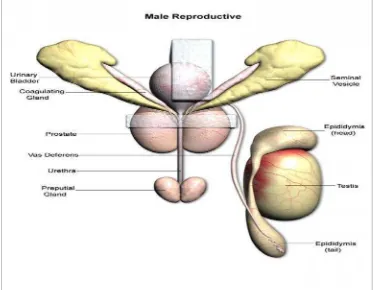 Gambar 4. Sistem reproduksi mencit jantan (ventral) (NIEHS, 2012)