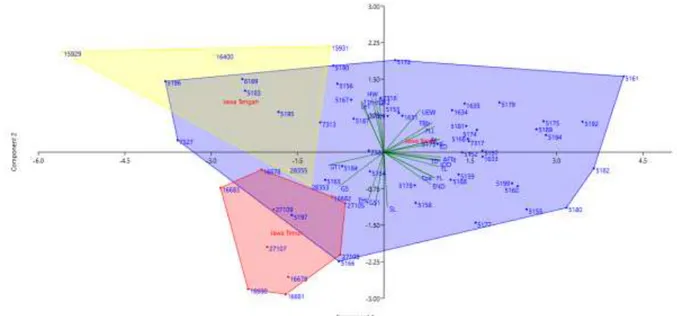 Gambar 1. Analisis PCA Spesimen Jantan (Biru : Jawa Barat; Kuning : Jawa Tengah; Merah : Jawa Timur) 