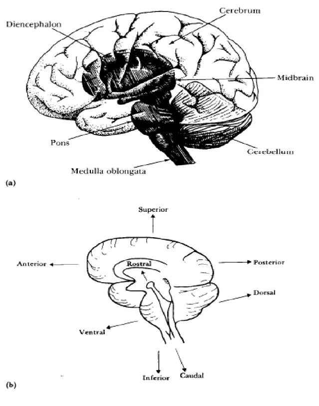 Gambar 1. Penampang Lateral struktur otak menunjukkan brainstem (sumsum belakang, pons, dan midbrain diencephalon) bawah rusuk belahan bumi bagian dari otak, dengan otak di belakang dan di bawah ini, (b) Orientasi dari otak ke bagian tubuh .