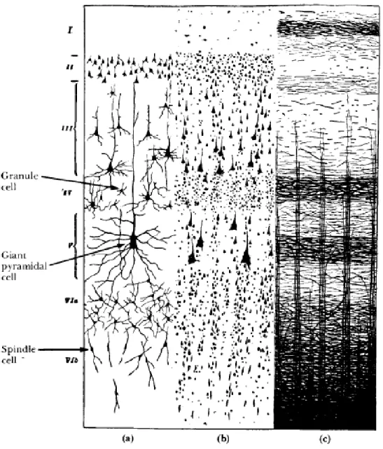 Gambar 3. Struktur cerebral cortex, yang terdiri dari enam lapisan, ditampilkan dengan menggunakan tiga noda yang berbeda di bawah mikroskop: (a) menunjukkan noda Golgi sel tubuh dan dendrites, (b) Nissl stain selular, (c) myelin pelapah stain menampilkan 