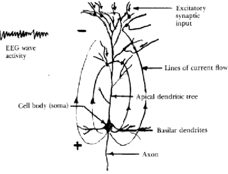 Gambar 4. single piramide sel di lapisan luar otak(cerebral cortex) yang menunjukkan aliran saat menghasilkan kontribusi ke permukaan EEG selama excitatory input