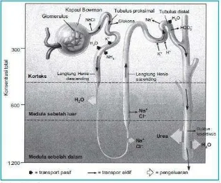 Gambar 3. Proses reabsorpsi tubulus 