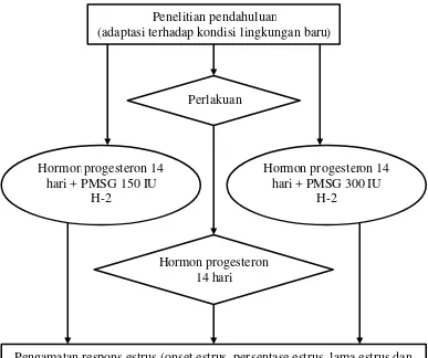 Tabel 1 Perlakuan pemberian hormon progesteron dan kombinasinya   dengan PMSG 