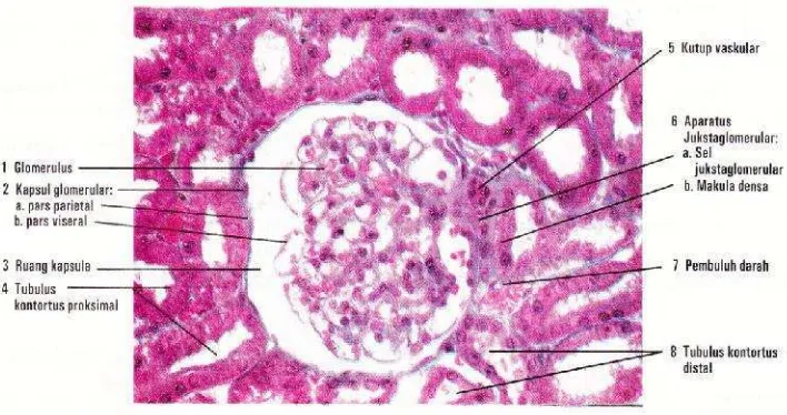 Gambar 4. Korpuskulum renal dan tubulus renal (Eroschenko, 2003)