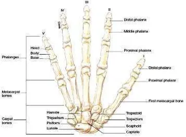 Gambar 3.  Gambaran tulang penyusun telapak tangan (Snell, 2006) 