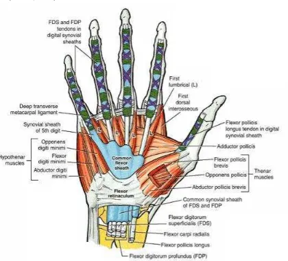 Gambar 4.  Diseksi tangan, memperlihatkan vagina synovialis tendini digiti  manus 1-5 (biru) tendo otot-otot fleksor panjang (Moore, 2002) 