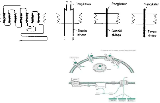 Gambar 5.  Gambaran  berbagai  jenis  reseptor  membran  dengan  satu  contoh  masing-masing  jenis
