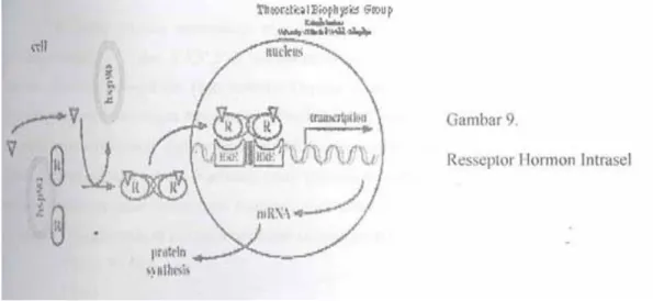 Gambar 9. Reseptor Hormon Intrasel  