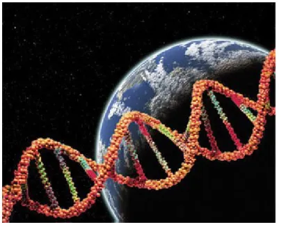Gambar 3.1 Struktur DNA 2. Kromosom