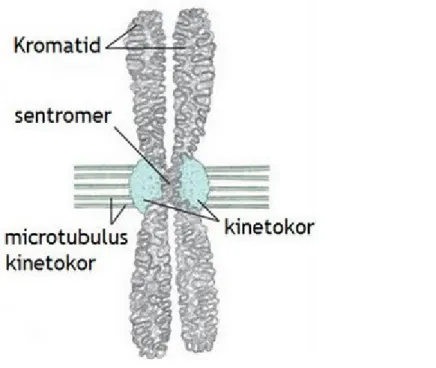 Gambar 3.2. Kromosom  1.     Bentuk Kromosom
