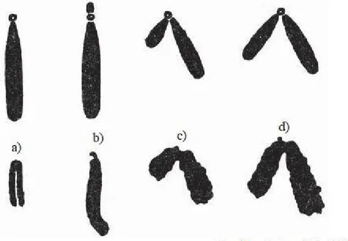 Gambar 3.3. Bentuk bentuk Kromosom 2.     Kromosom seks dan Autosom