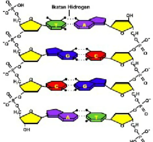 Gambar 3.3. DNA\