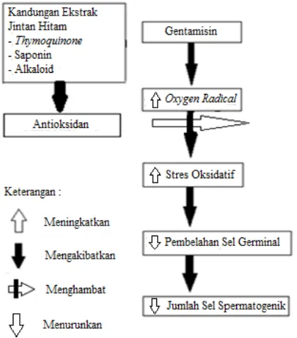 Gambar 1. Kerangka teori induksi gentamisin pada testis yang dipengaruhi oleh ekstrak jintan hitam