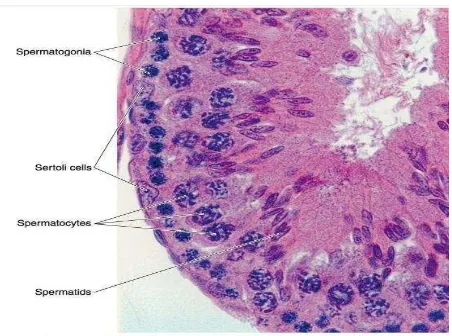 Gambar 5 . Sel epitelium germinal testis pewarnaan H&E perbesaran sedang (Junqueira dan Careiro, 2005)