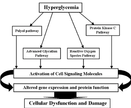 Gambar 2.1. Mekanisme hiperglikemia menyebabkan kerusakan sel 1 